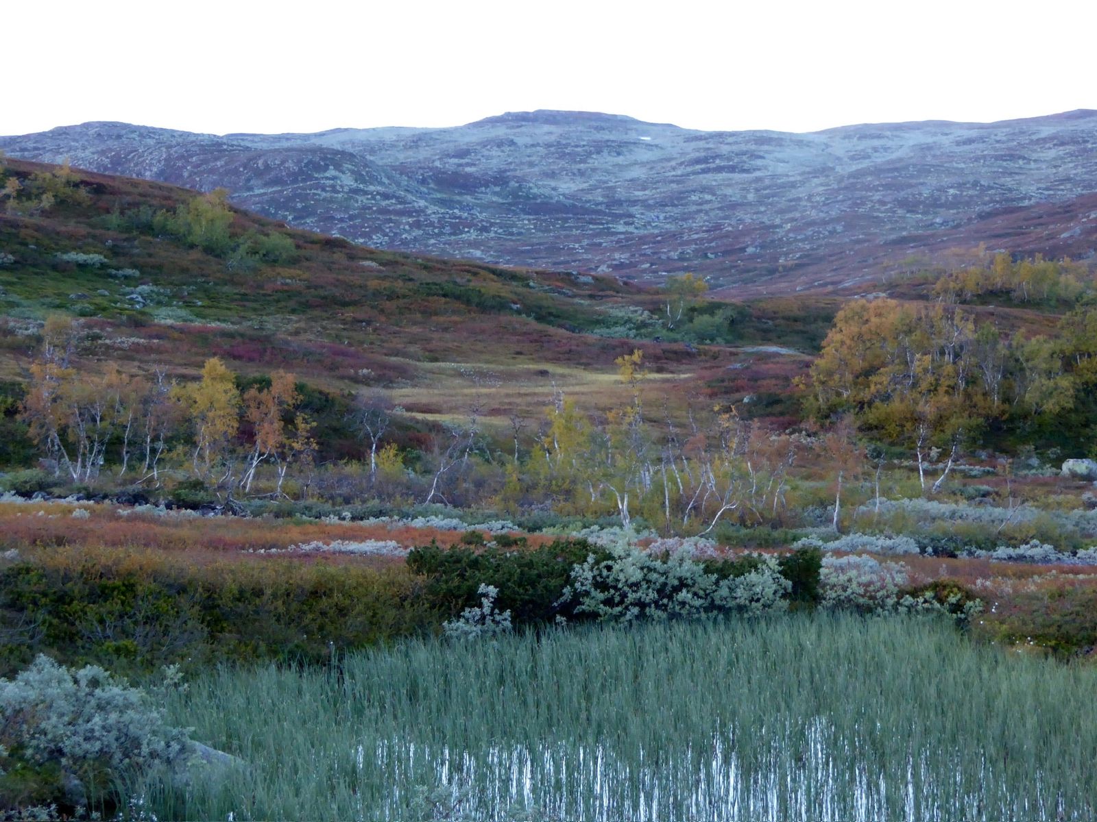 Myrlandskap med høstfarget lyng foran de blå fjellene på Hardangervidda