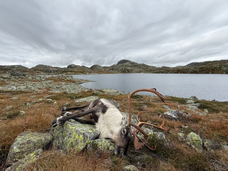Felt reinsbukk lagt på steinene ute på vidda, med gevær og sekk ved siden av og et tjern i bakgrunnen